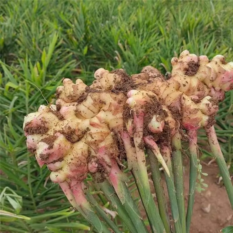 【牛商推荐】生姜-小黄姜产地一手货源货源充足量大从优
