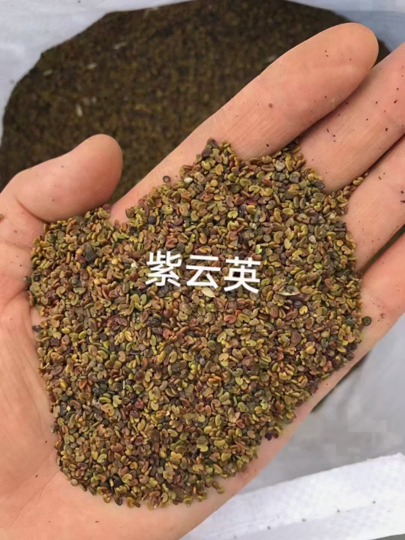 紫云英种子厂家货源批发价格全国发货价格便宜欢迎下单咨询