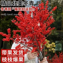 北美冬青切枝鲜切水培插花新款春节喜庆年宵花鲜枝室内客厅摆