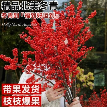 北美冬青切枝鲜切水培插花新款春节喜庆年宵花鲜枝室内客厅摆