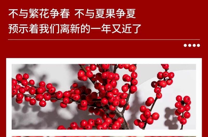 北美冬青切枝鲜切水培插花新款春节喜庆年宵花鲜枝室内客厅摆