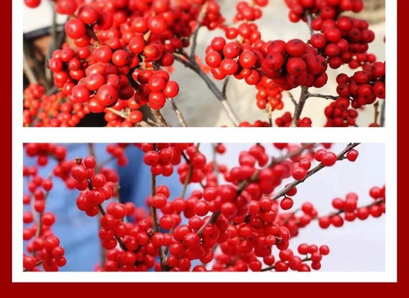 北美冬青切枝鲜切水培插花新款春节喜庆年宵花鲜枝室内客厅摆