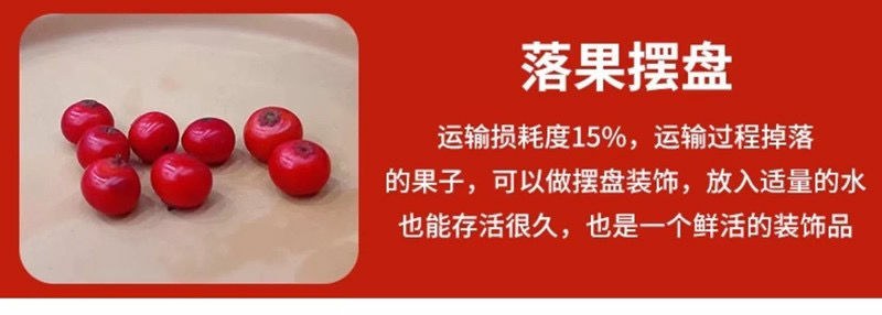 北美冬青切枝鲜切水培插花新款春节喜庆年宵花鲜枝室内客厅摆