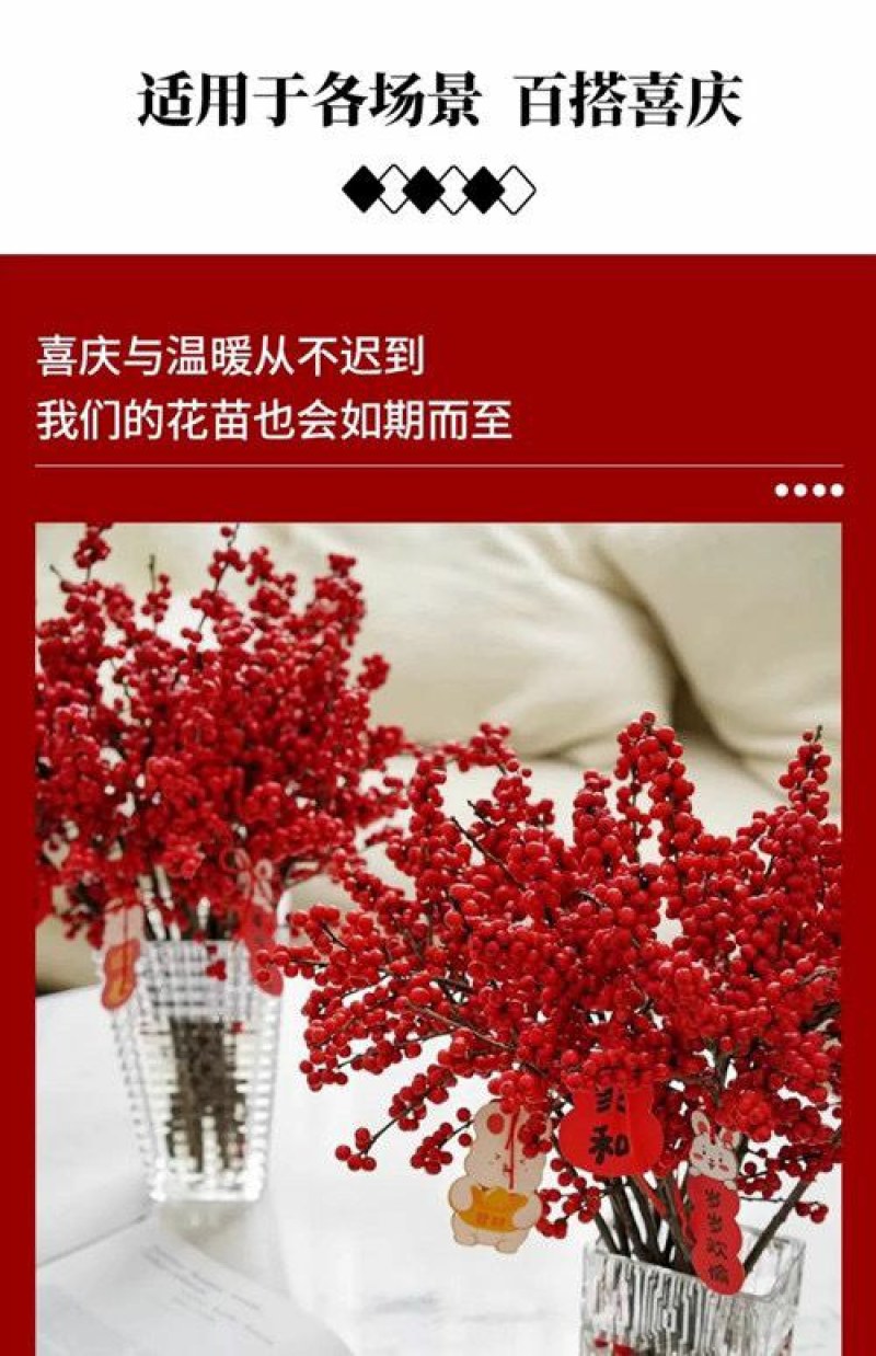 北美冬青切枝鲜切水培插花新款春节喜庆年宵花鲜枝室内客厅摆