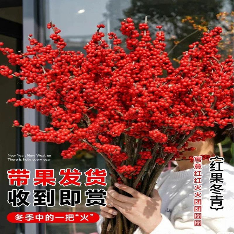北美冬青切枝鲜切水培插花新款春节喜庆年宵花鲜枝室内客厅摆