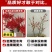 北美冬青切枝鲜切水培插花新款春节喜庆年宵花鲜枝室内客厅摆