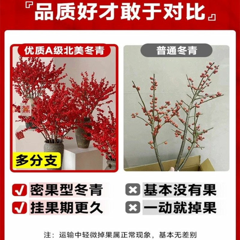 北美冬青切枝鲜切水培插花新款春节喜庆年宵花鲜枝室内客厅摆