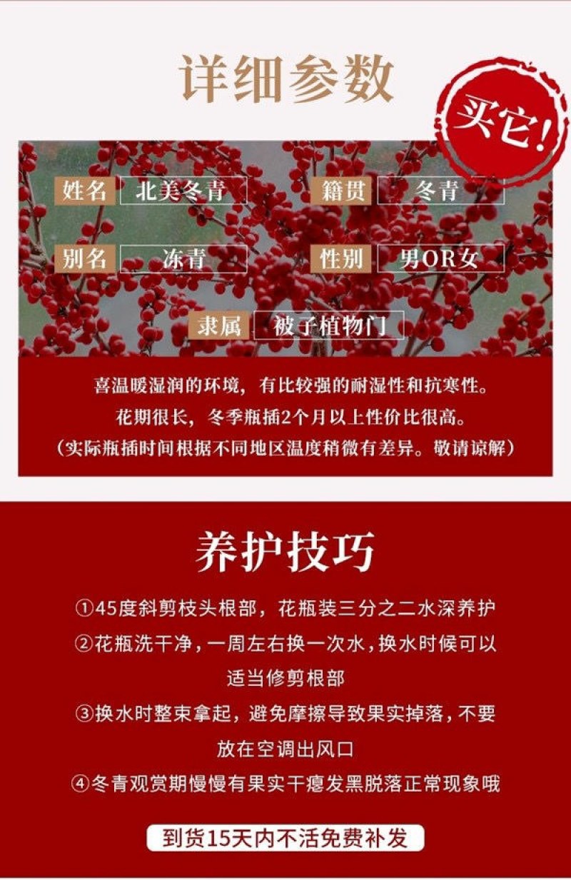 北美冬青切枝鲜切水培插花新款春节喜庆年宵花鲜枝室内客厅摆