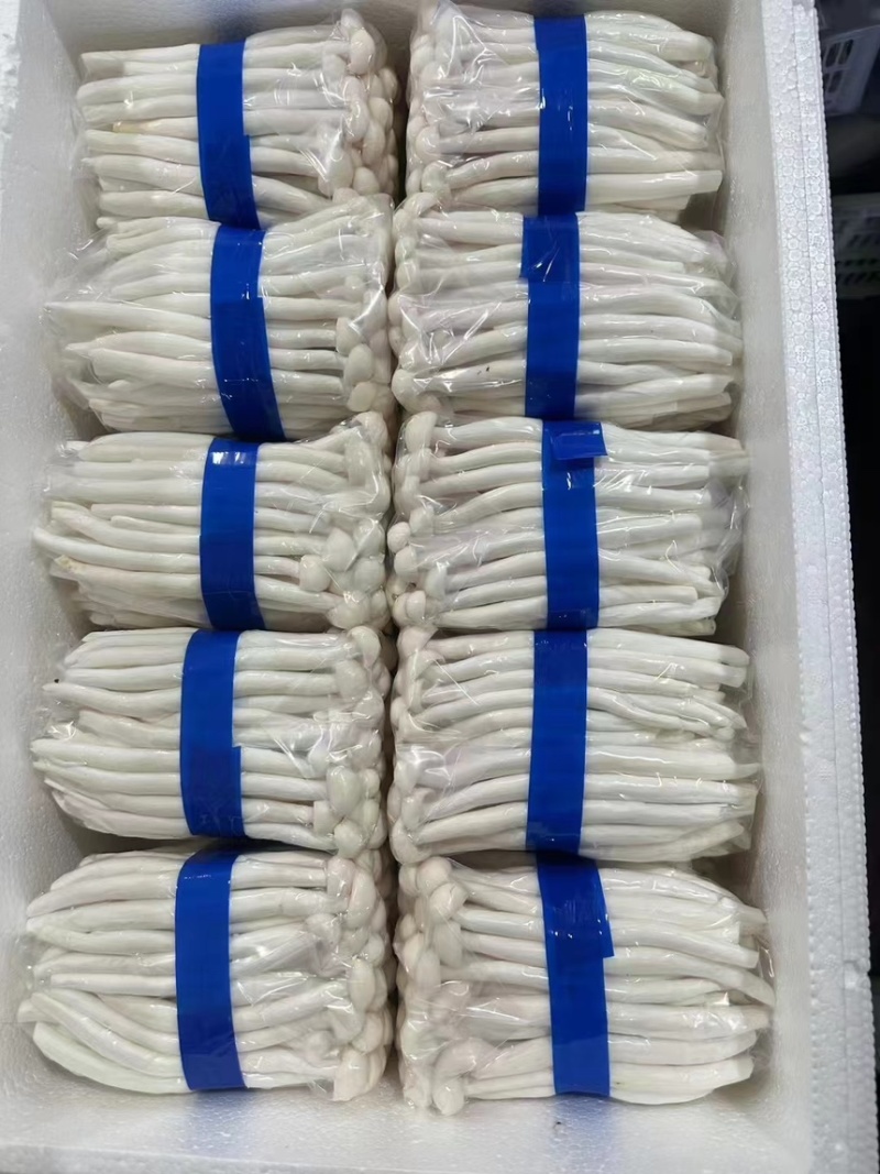 海鲜菇