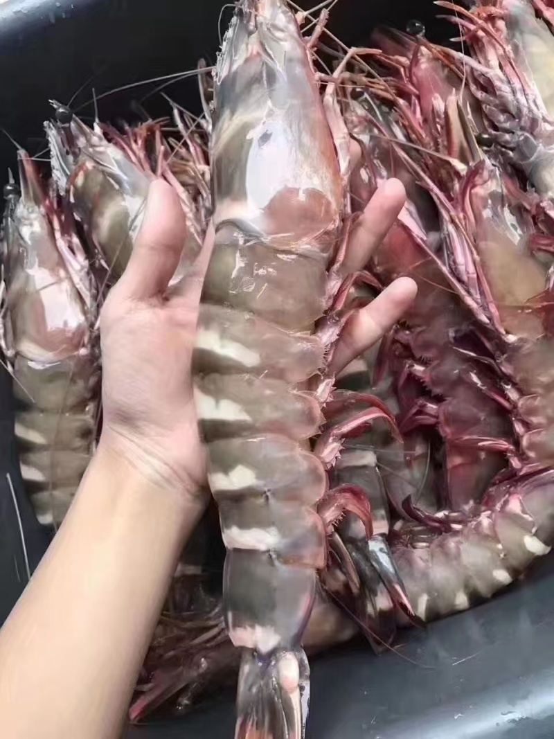 活冻黑虎虾大量供应量大从优，一手货源，欢迎咨询