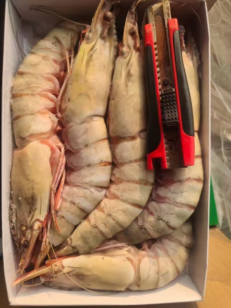活冻黑虎虾大量供应量大从优，一手货源，欢迎咨询
