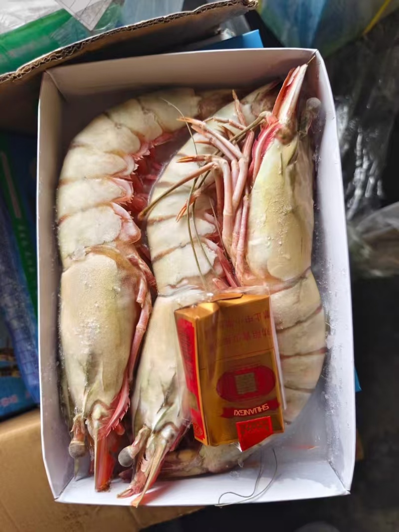 活冻黑虎虾大量供应量大从优，一手货源，欢迎咨询