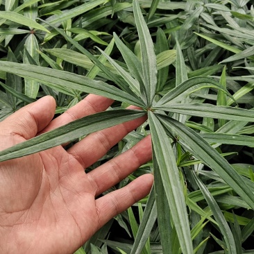 优质黄精种苗，根系发达，生长旺盛，助您轻松种植，丰收在望！