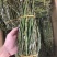 优质铁皮石斛鲜条上现货秒发保质保真价格优惠