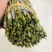 优质铁皮石斛鲜条上现货秒发保质保真价格优惠