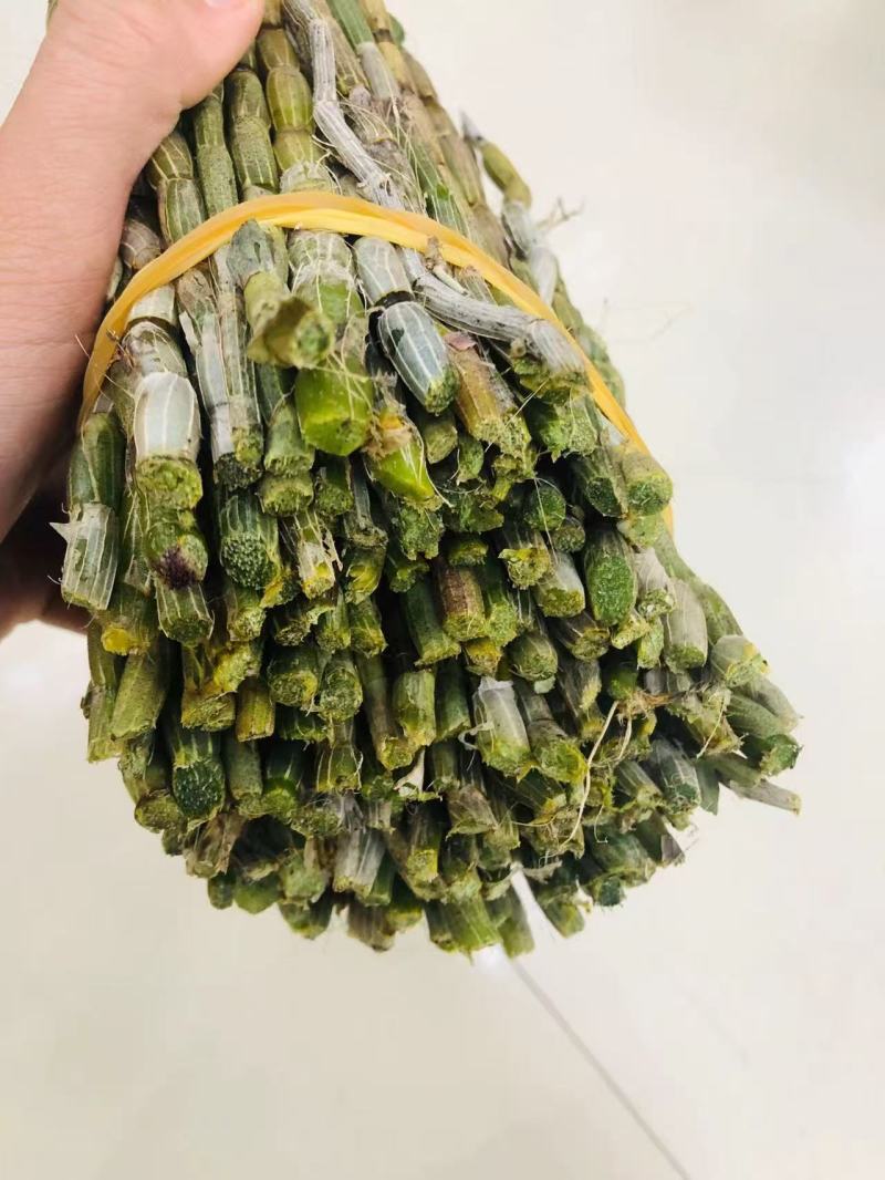 优质铁皮石斛鲜条上现货秒发保质保真价格优惠
