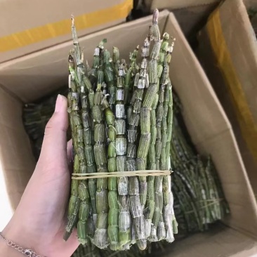 优质铁皮石斛鲜条上现货秒发保质保真价格优惠