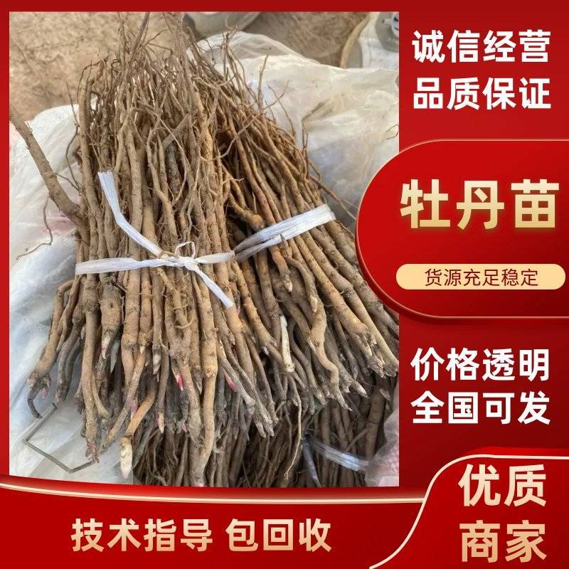 牡丹苗/油牡丹苗/亳州药材/视频看货/全国发货供应