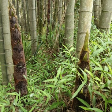 新鲜龙岩毛竹，天然无污染，绿色健康，适合手工艺，