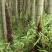 新鲜龙岩毛竹，天然无污染，绿色健康，适合手工艺，