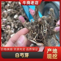 黑白芍芽/白芍种苗/技术指导/亳州药材苗/全国发货供应