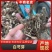 黑白芍芽/白芍种苗/技术指导/亳州药材苗/全国发货供应