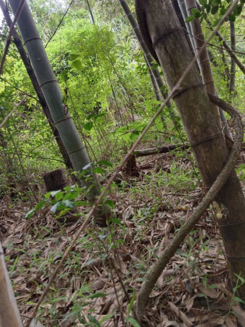 新鲜龙岩毛竹，天然无污染，绿色健康，适合手工艺，