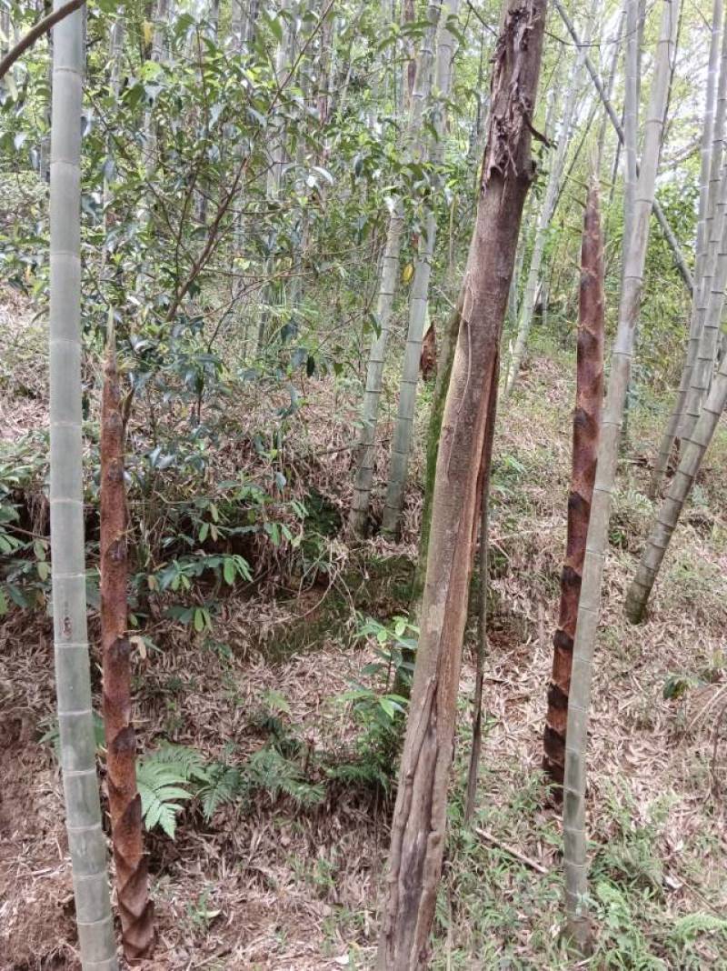 新鲜龙岩毛竹，天然无污染，绿色健康，适合手工艺，
