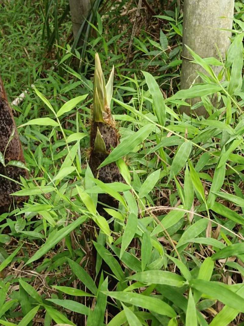 新鲜龙岩毛竹，天然无污染，绿色健康，适合手工艺，