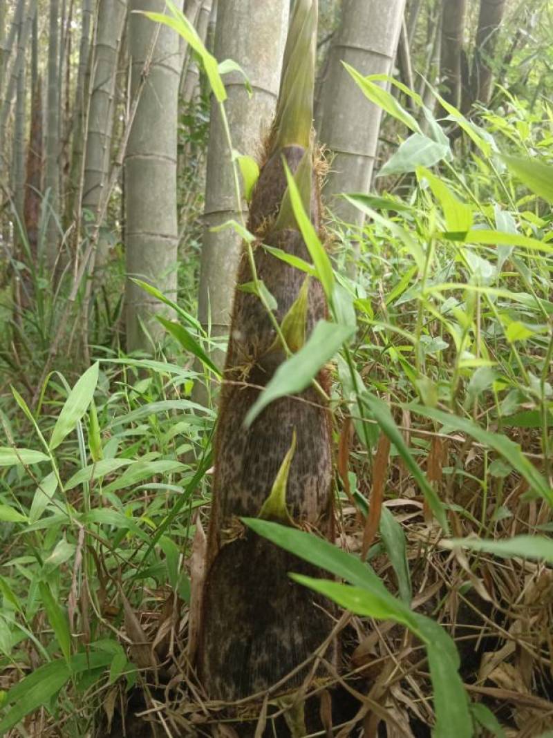新鲜龙岩毛竹，天然无污染，绿色健康，适合手工艺，