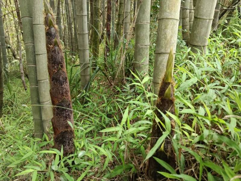 新鲜龙岩毛竹，天然无污染，绿色健康，适合手工艺，