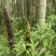 新鲜龙岩毛竹，天然无污染，绿色健康，适合手工艺，