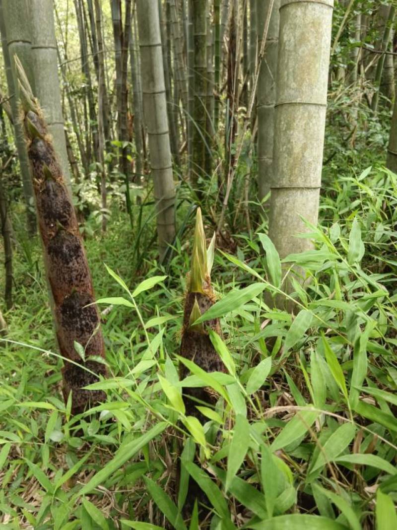 新鲜龙岩毛竹，天然无污染，绿色健康，适合手工艺，