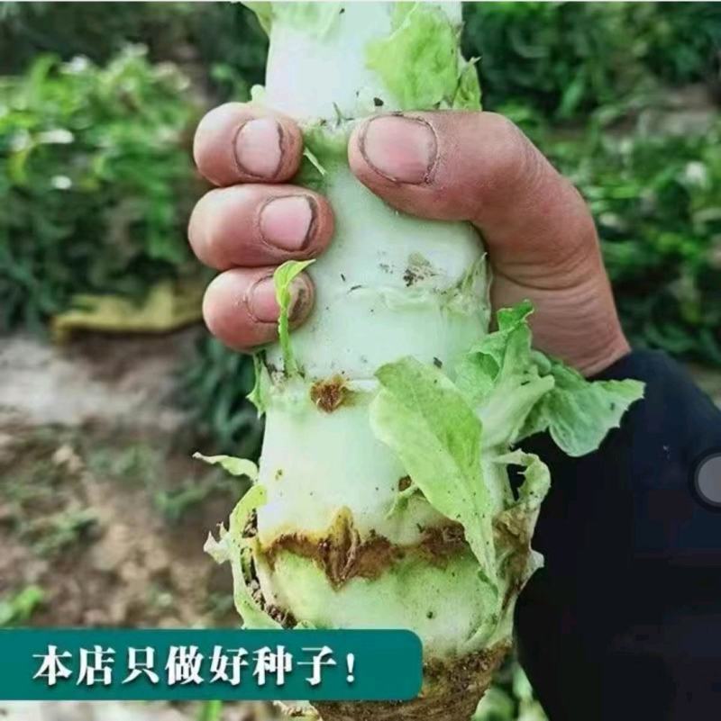 莴笋种子晶脆香笋种子尖叶皮白肉淡绿耐热耐寒蔬菜种子
