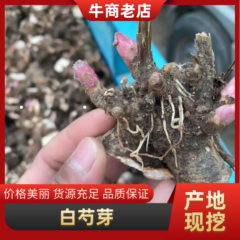 黑白芍芽/白芍种苗/技术指导/亳州药材苗/全国发货供应