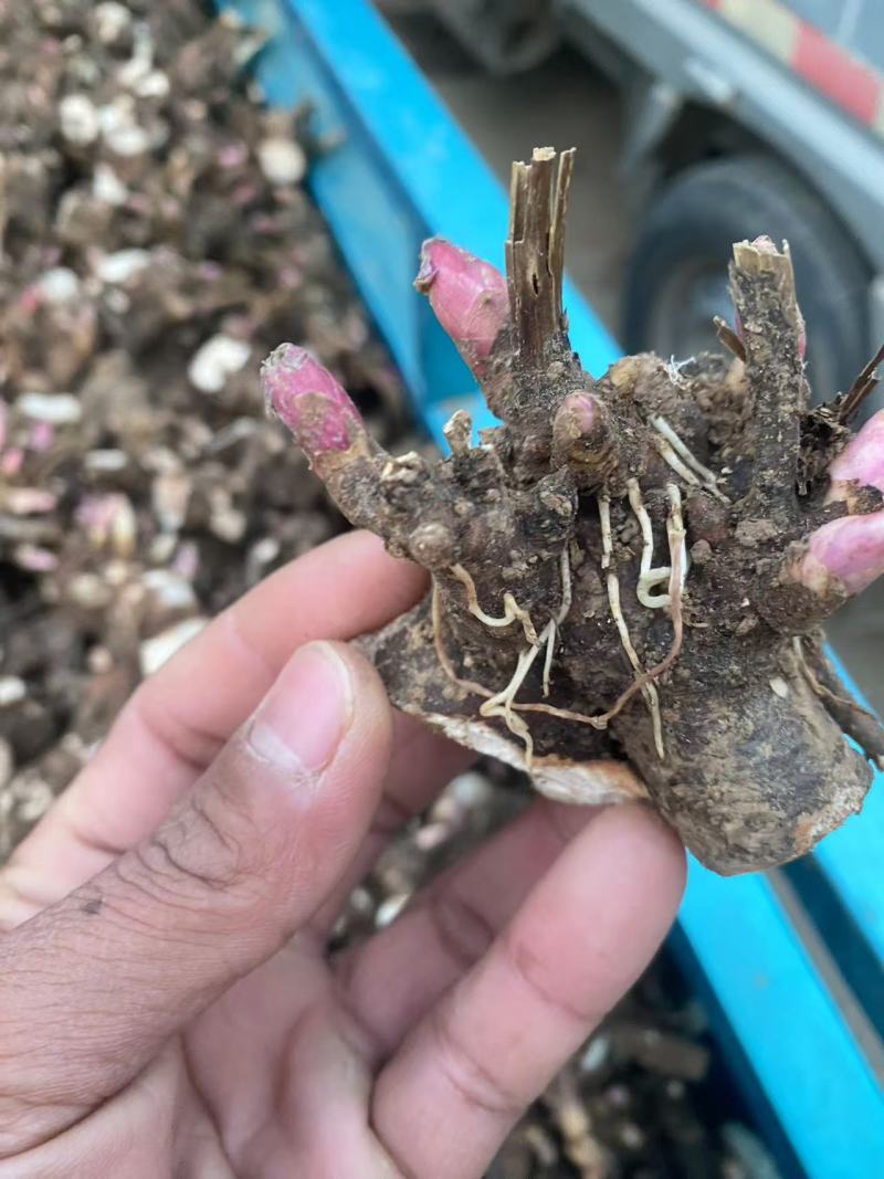 黑白芍芽/白芍种苗/技术指导/亳州药材苗/全国发货供应
