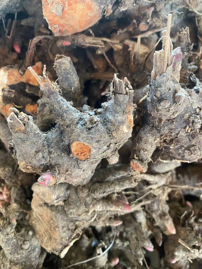 黑白芍芽/白芍种苗/技术指导/亳州药材苗/全国发货供应