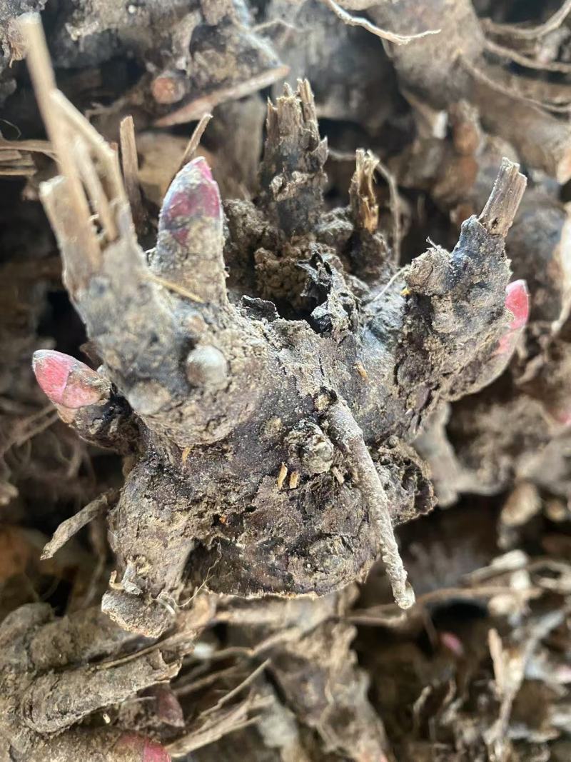 黑白芍芽/白芍种苗/技术指导/亳州药材苗/全国发货供应