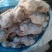 饲料鸡半架