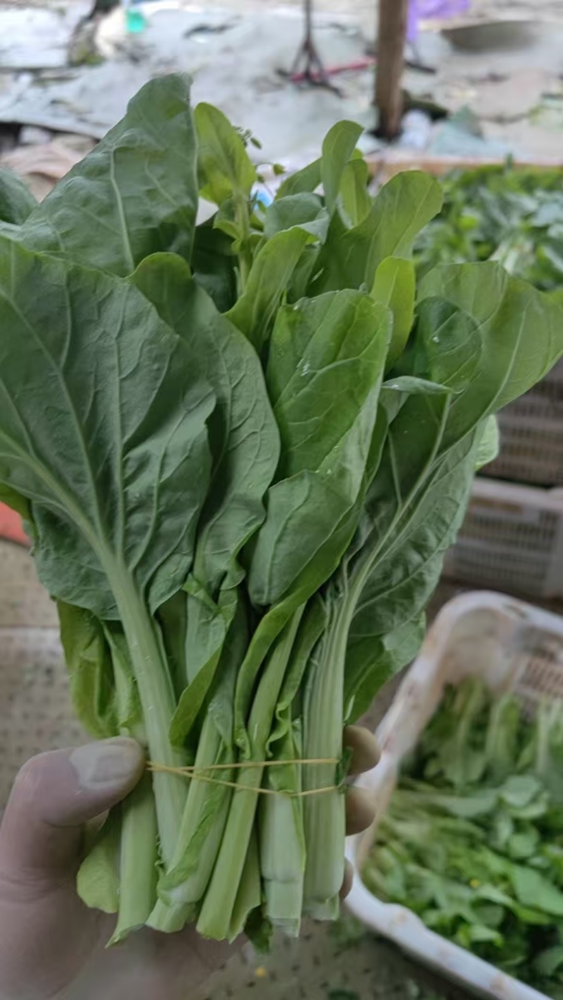 新鲜白菜苔上市，欢迎采购