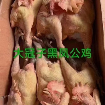 黑爪公鸡/黑凤公鸡（全净膛）