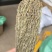 独角金优质好货现货秒发保质保真价格便宜