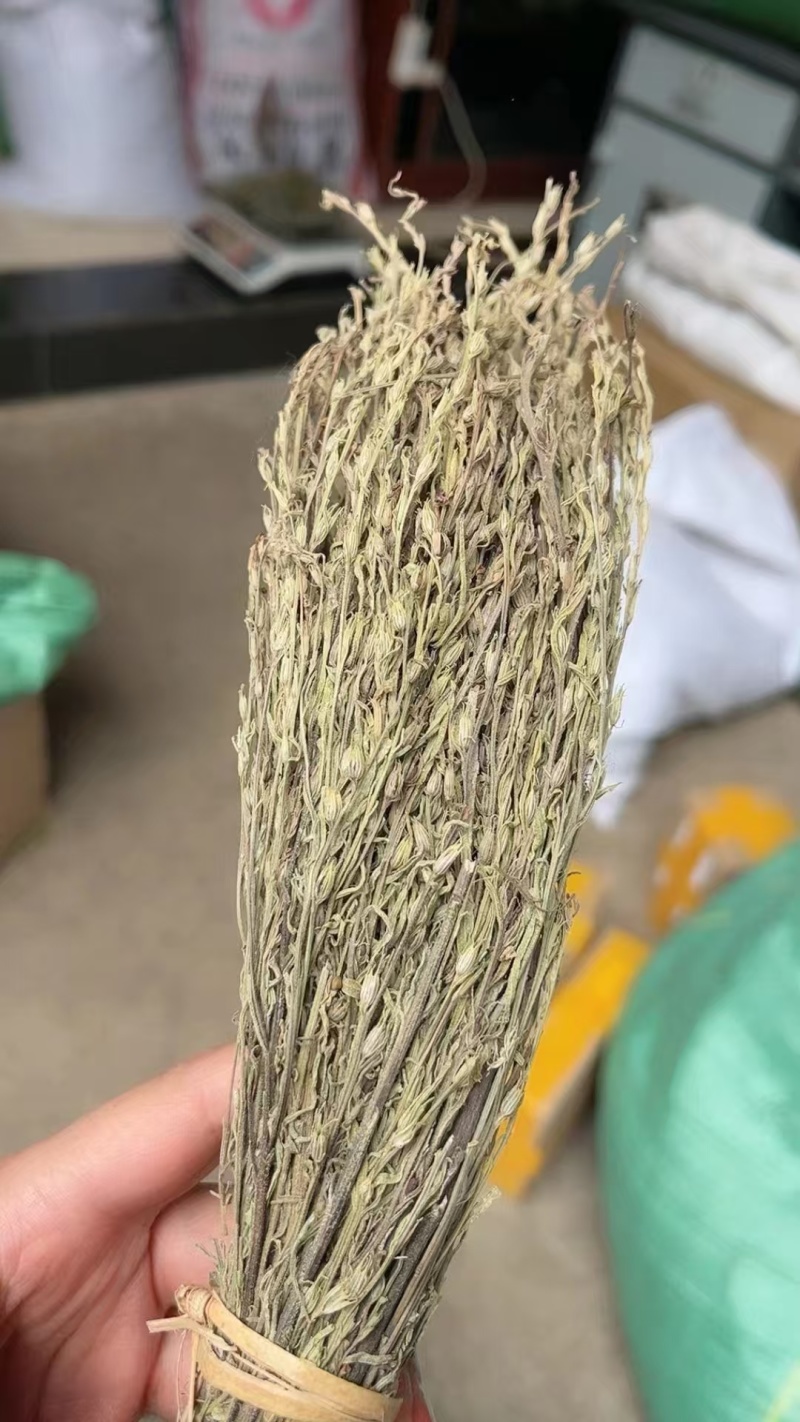 独角金优质好货现货秒发保质保真价格便宜