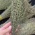 独角金优质好货现货秒发保质保真价格便宜