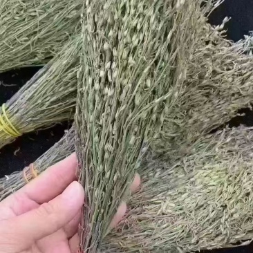独角金优质好货现货秒发保质保真价格便宜