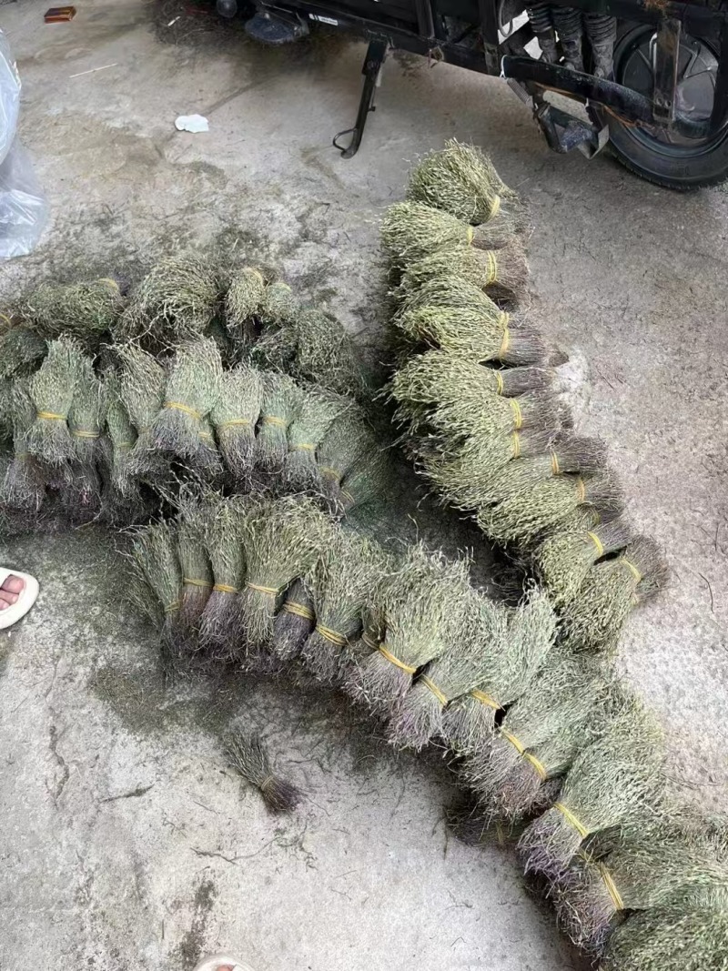 独角金优质好货现货秒发保质保真价格便宜
