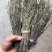 独角金优质好货现货秒发保质保真价格便宜