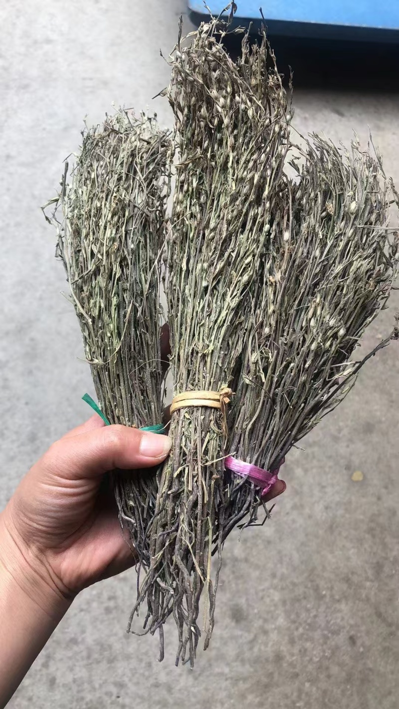 独角金优质好货现货秒发保质保真价格便宜