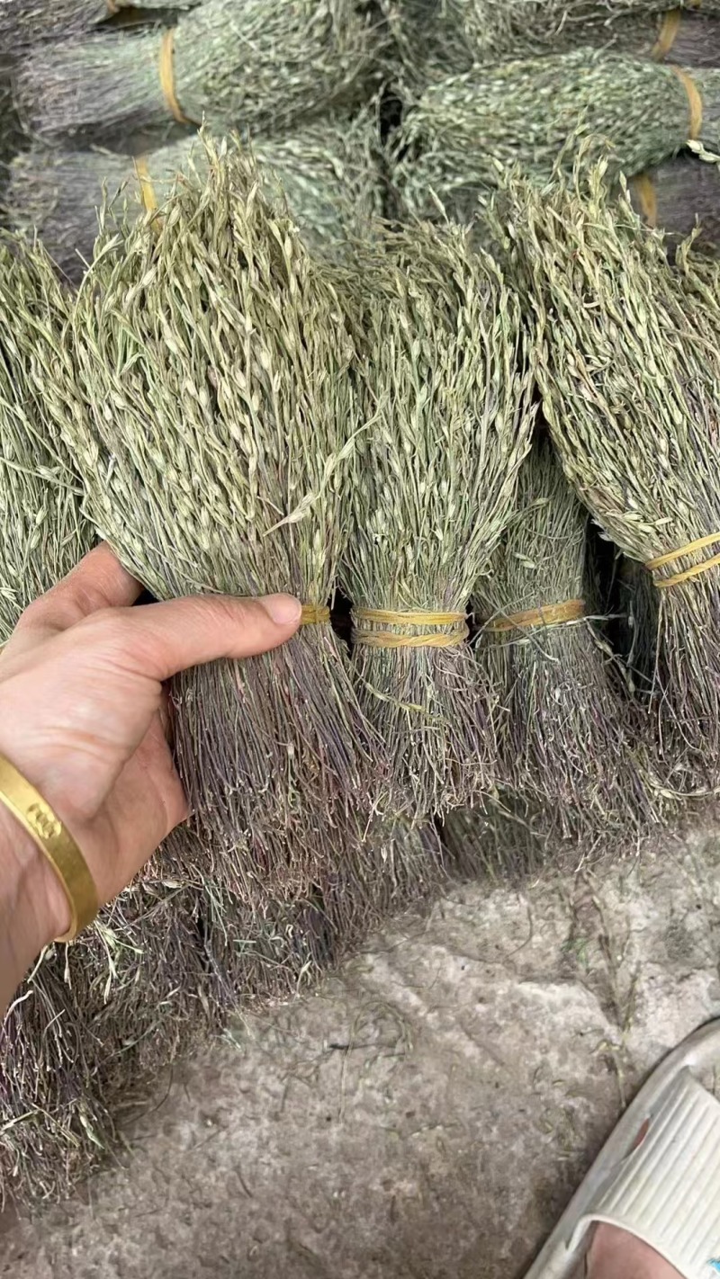 独角金优质好货现货秒发保质保真价格便宜