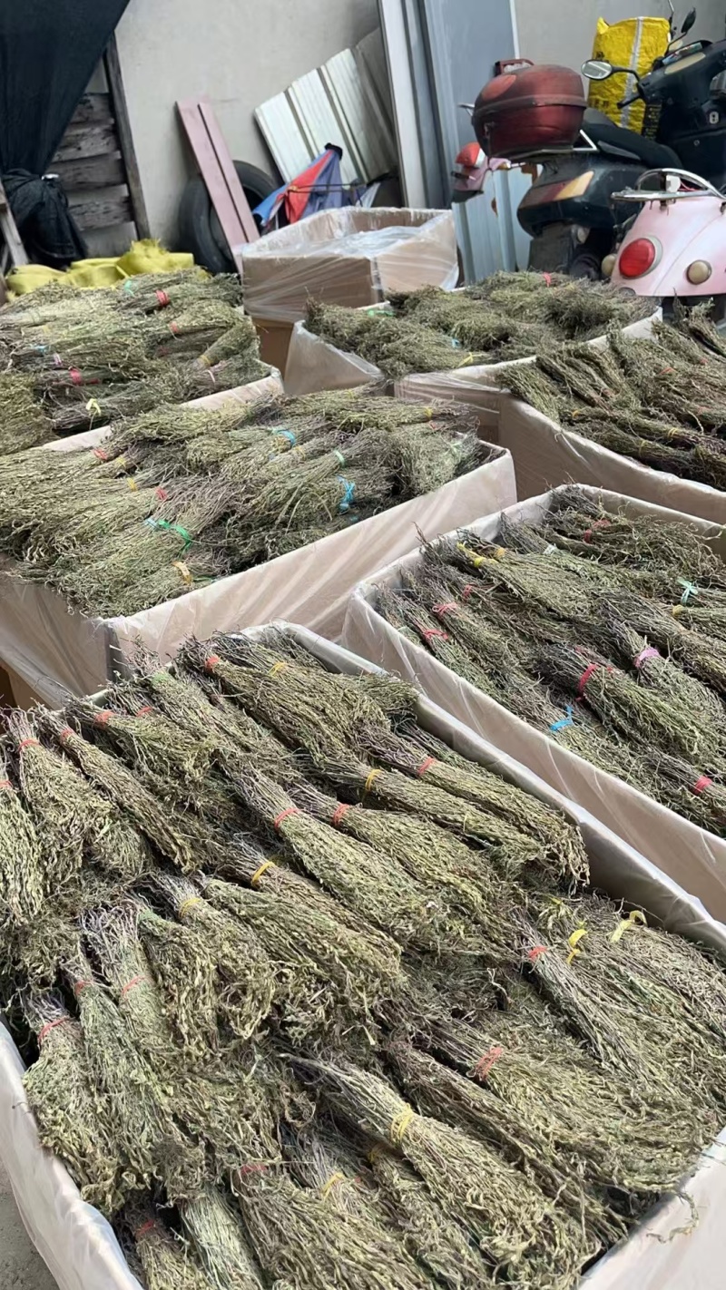 独角金优质好货现货秒发保质保真价格便宜